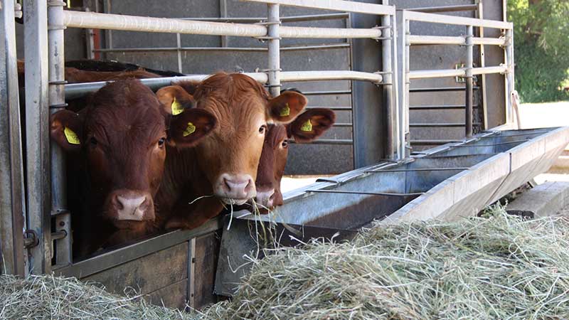 Cows at Grange Farm